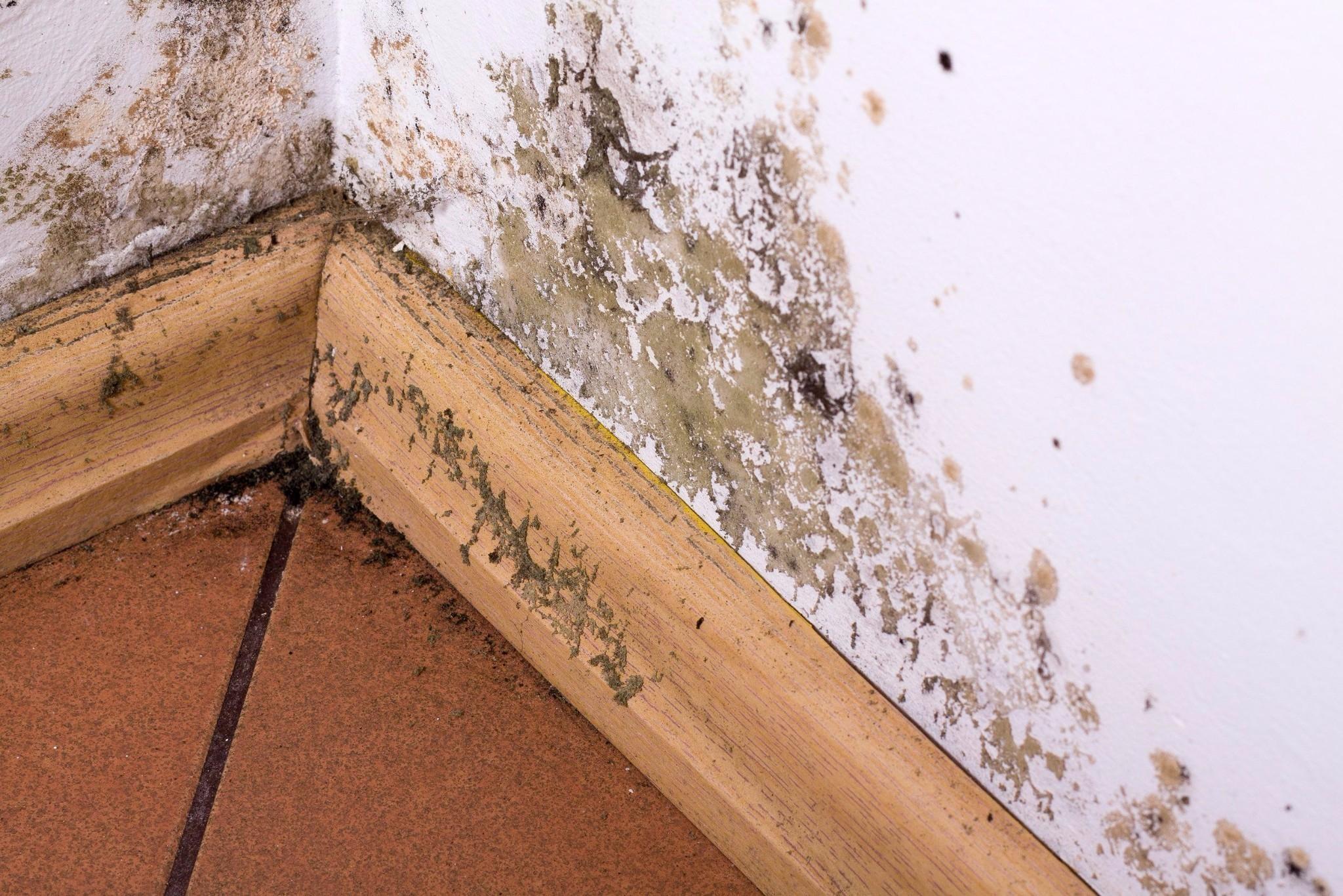 Best Option Restoration of Colorado Springs mold damage repair