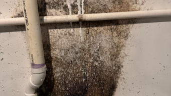 What Every Colorado Springs Homeowner Needs to Know About Mold